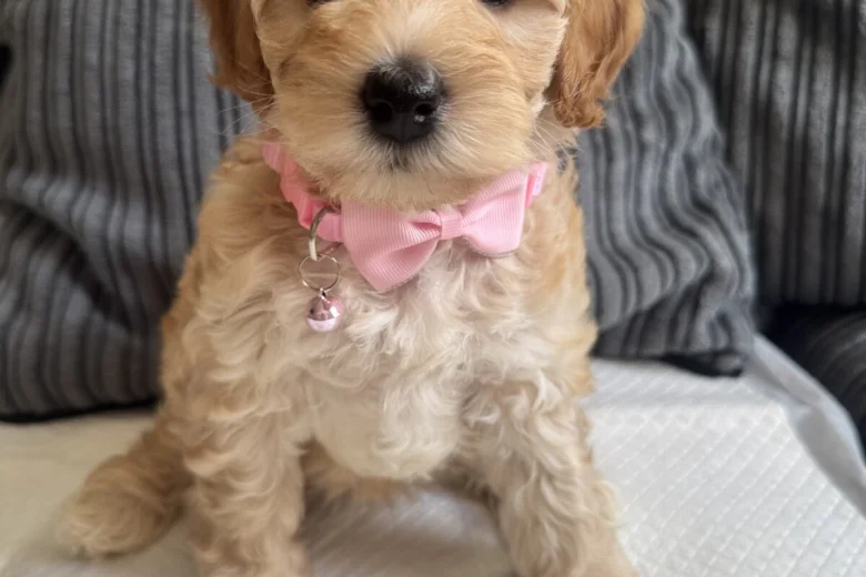 Cockapoo