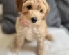 Cockapoo