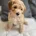 Cockapoo