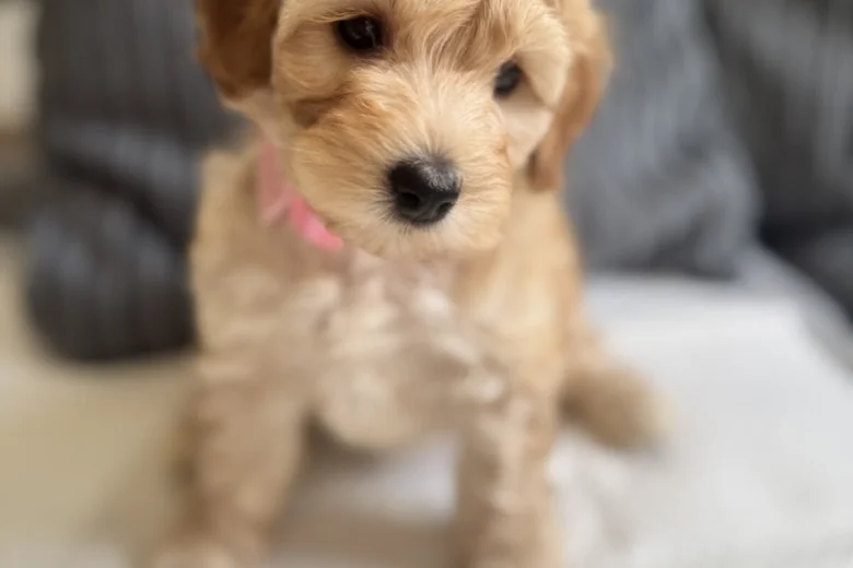 Cockapoo