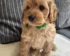 Cockapoo