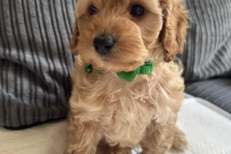 Cockapoo