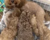 Cockapoo