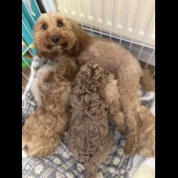 Cockapoo
