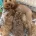 Cockapoo