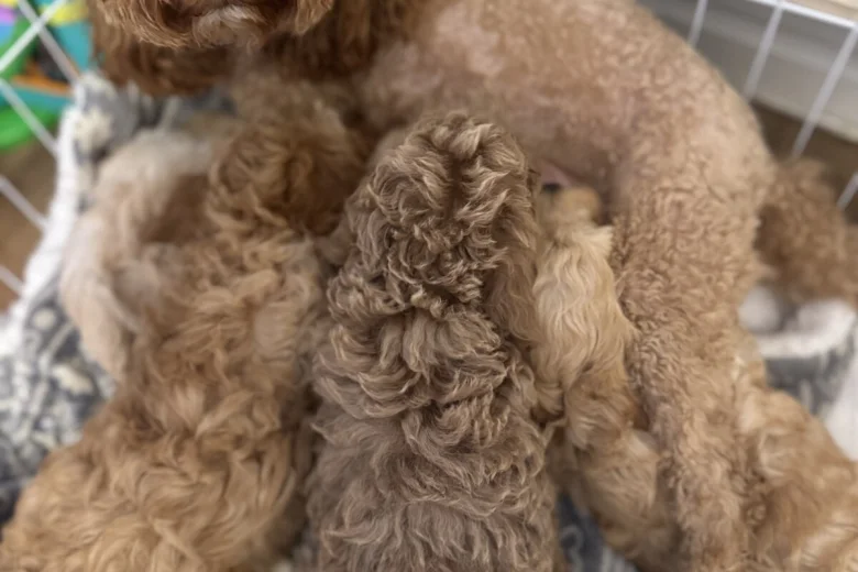 Cockapoo