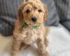 Cockapoo