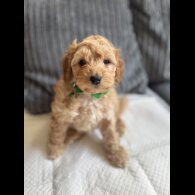 Cockapoo