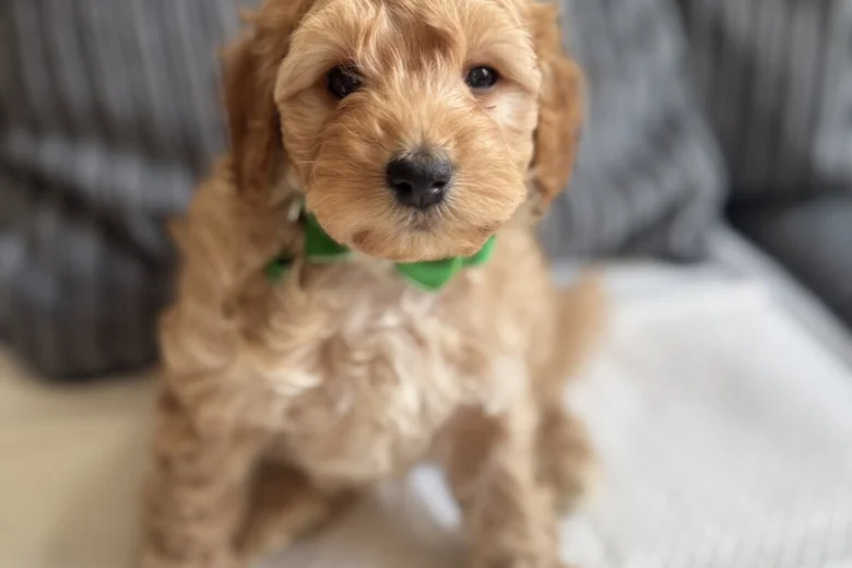Cockapoo