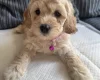 Cockapoo