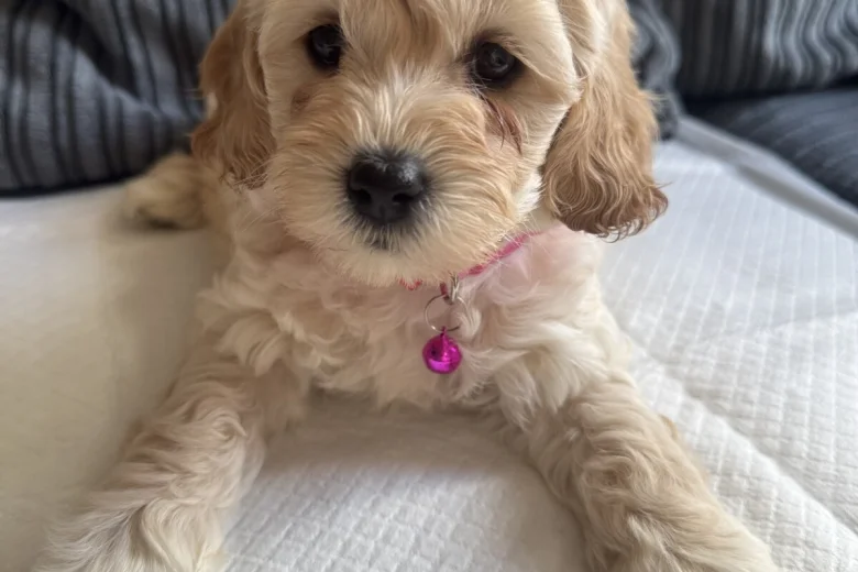 Cockapoo