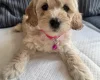 Cockapoo