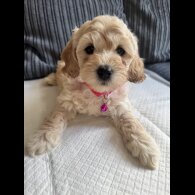 Cockapoo