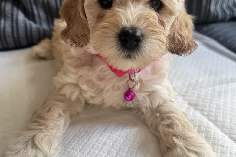 Cockapoo