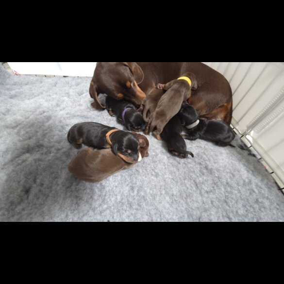 Dachshund (Miniature Smooth Haired)