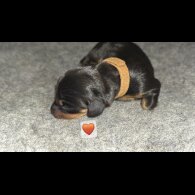 Dachshund (Miniature Smooth Haired)