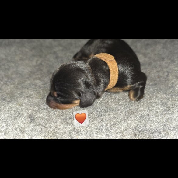 Dachshund (Miniature Smooth Haired)