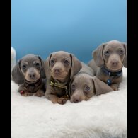 Dachshund (Miniature Smooth Haired)