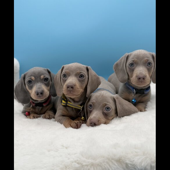 Dachshund (Miniature Smooth Haired)