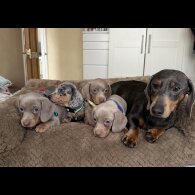 Dachshund (Miniature Smooth Haired)