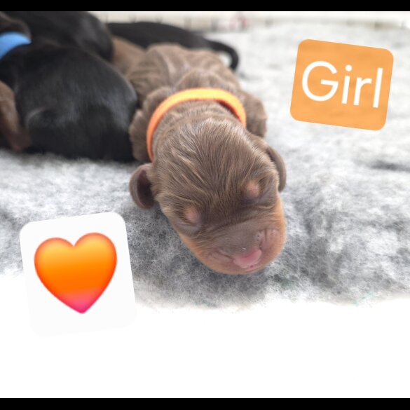 Dachshund (Miniature Smooth Haired)