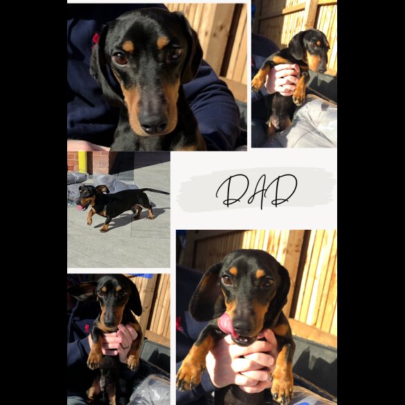 Dachshund (Miniature Smooth Haired)