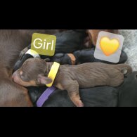 Dachshund (Miniature Smooth Haired)