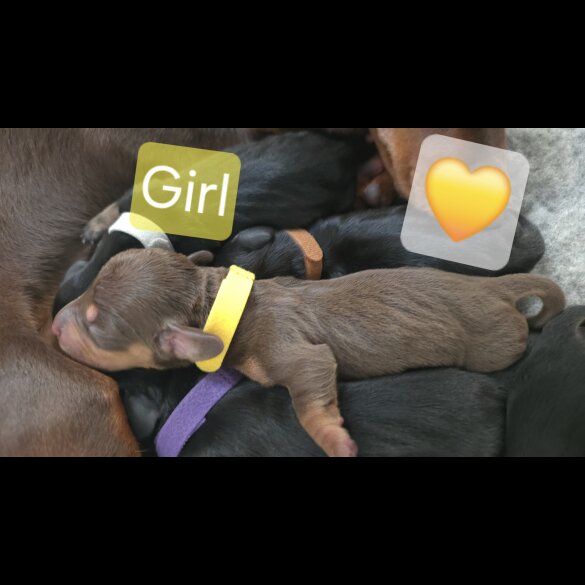 Dachshund (Miniature Smooth Haired)