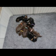 Dachshund (Miniature Smooth Haired)