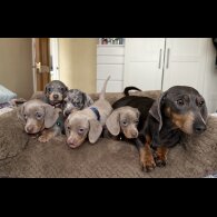 Dachshund (Miniature Smooth Haired)