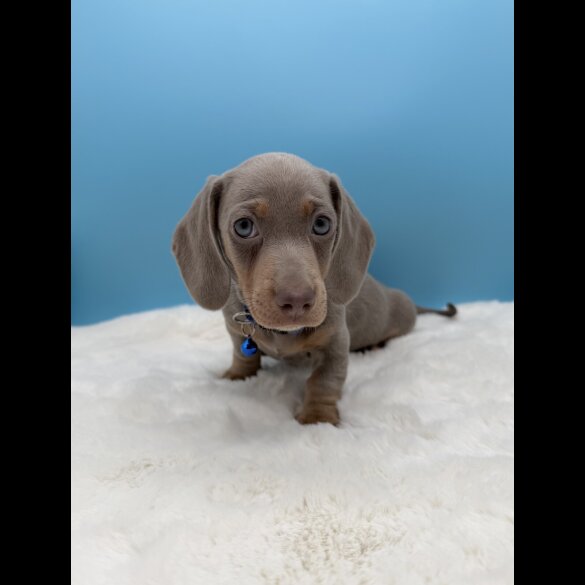 Dachshund (Miniature Smooth Haired)