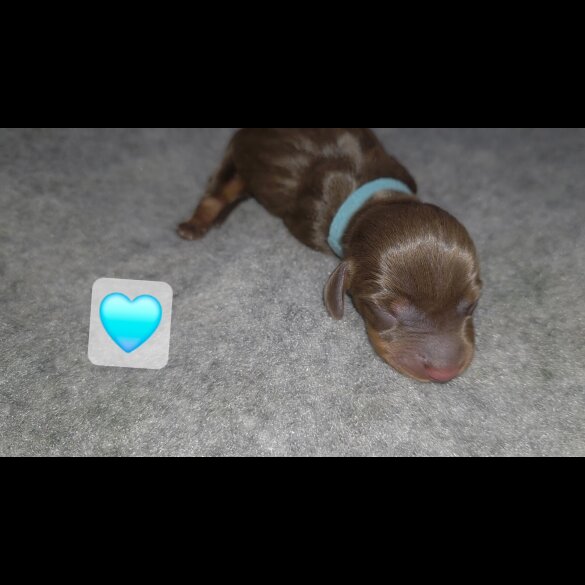 Dachshund (Miniature Smooth Haired)