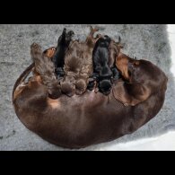 Dachshund (Miniature Smooth Haired)