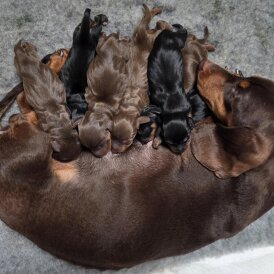 Dachshund (Miniature Smooth Haired)