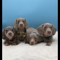 Dachshund (Miniature Smooth Haired)