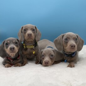 Dachshund (Miniature Smooth Haired)