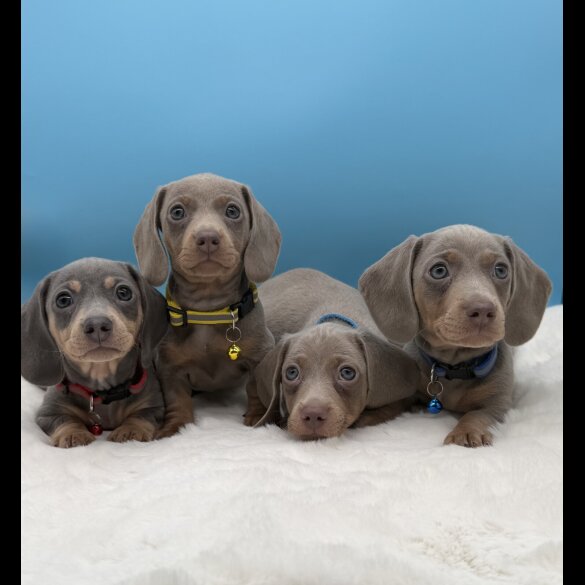 Dachshund (Miniature Smooth Haired)