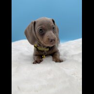 Dachshund (Miniature Smooth Haired)