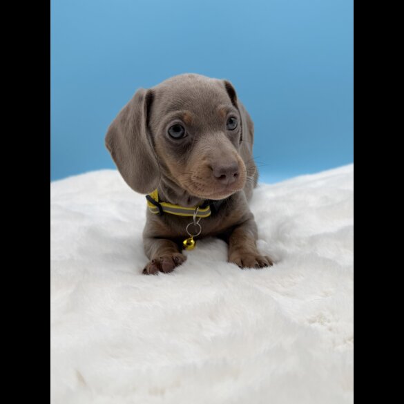 Dachshund (Miniature Smooth Haired)