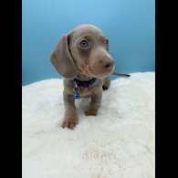 Dachshund (Miniature Smooth Haired)