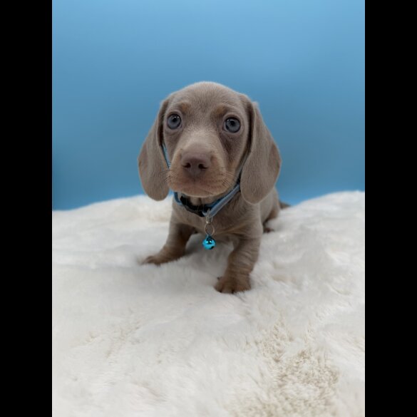 Dachshund (Miniature Smooth Haired)