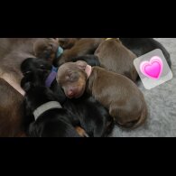 Dachshund (Miniature Smooth Haired)