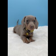 Dachshund (Miniature Smooth Haired)