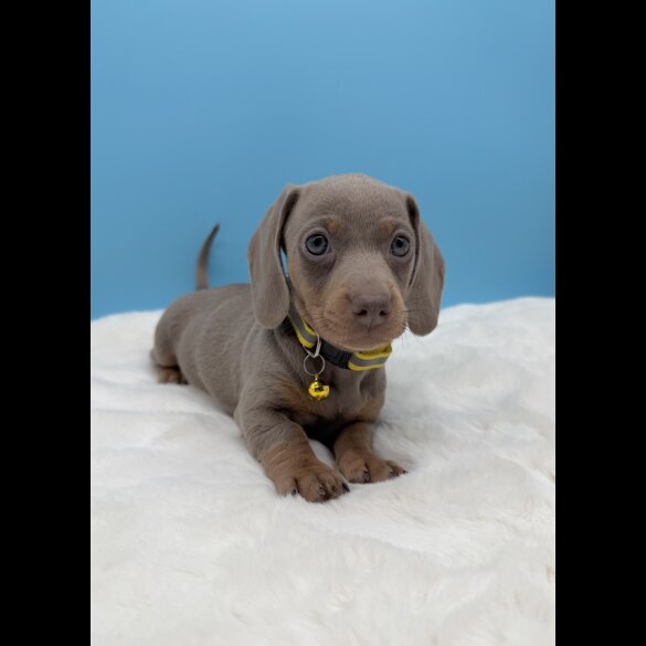 Dachshund (Miniature Smooth Haired)