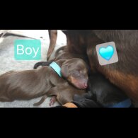 Dachshund (Miniature Smooth Haired)