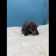 Dachshund (Miniature Smooth Haired)