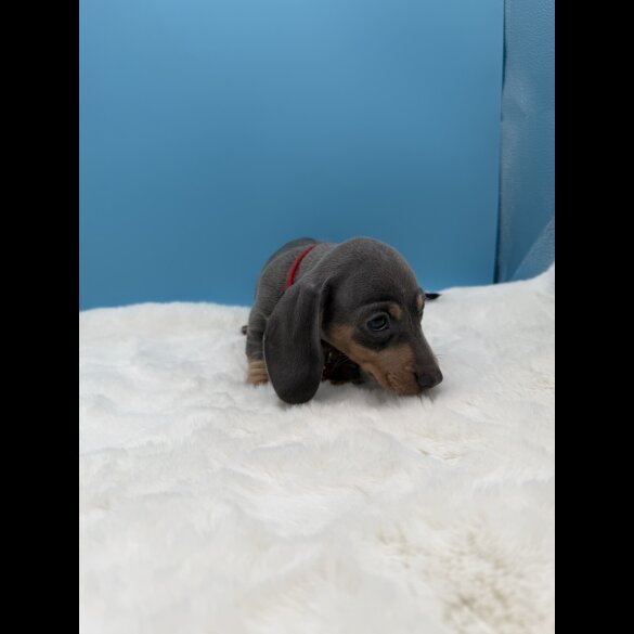 Dachshund (Miniature Smooth Haired)