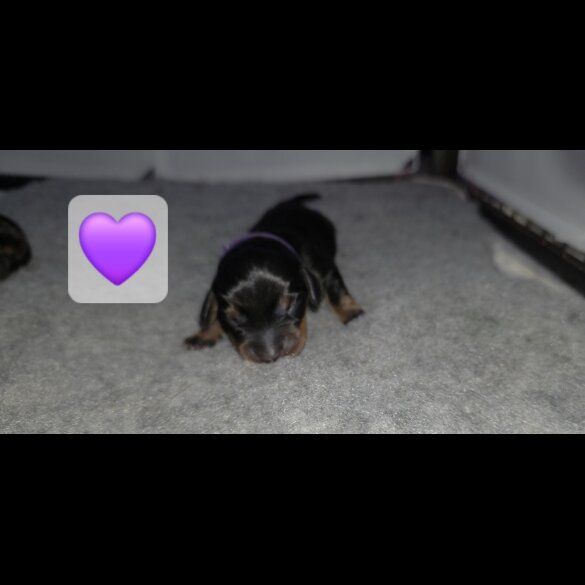 Dachshund (Miniature Smooth Haired)