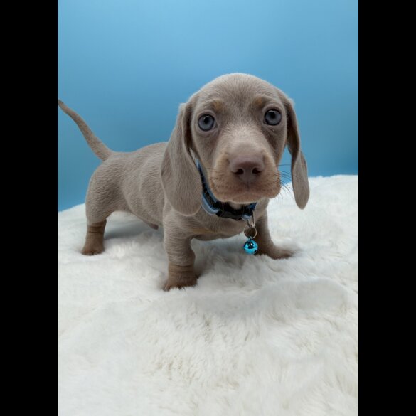Dachshund (Miniature Smooth Haired)