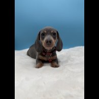 Dachshund (Miniature Smooth Haired)